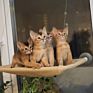 Cat Window Hammock Perch Cat Window Bed Holds up to 35Lbs