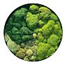 Preserved Moss