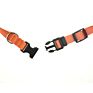 Customize Collar Dog Premium Nylon Webbing Dog Collar