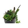 succulent Plant