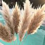 Fcd1017 Decorative Flowers Large Natural Dried Pampas Grass 30 Pcs Bundle
