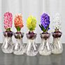 Flower Bulbs Nature Plant Hyacinth Flowers Seed Planting for Selling&Decoration