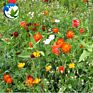High Germination Rate Public Park Mix Flower and Plants Many Different Types of Wildflowers Wildf Lowers