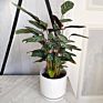 Ins Matte Glazed Ceramic Planter Pot with Saucer Modern round Decor Indoor Planter with Drainage Hole for Plants