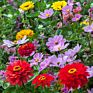 Iso Certified Diy Wild Flower Seed Garden Gift Starter Growing Seed Kit for Adults and Kids