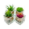 Mini Clear Glass Cube Planters Display Vases Artificial Succulent Plant Pots for Indoor Plants