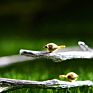Original Design Bird on Branch Real Silver Bangle