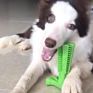 Pet Supplies Pet Dog Toothbrush Toys
