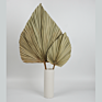 Products Outlet Palm Leaves Flowers Natural Dried Palm Leave for Wedding Home Decoration