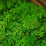 Stabilized Preserved Lichen Reindeer Moss for Decoration Flower Wall Preserved Natural Moss