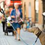 Upgraded Version Strong Climbing Reflective Nylon Rope Pet Dog Leash