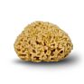 All Natural Renewable  Sea Wool Honeycomb Sea bath Sponge