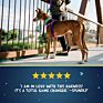 Adjustable Walking Running No Pull Nylon Dog Harness