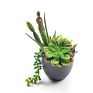 succulent Plant