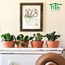 Direct Terracotta Pots Planters 6.1 Inch Cactus Plant Containers Indoor Garden Bonsai Pots with Drainage Hole