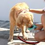 Dog Water Dispenser Pet Dog Water Bottle Portable Bottle for Dog Drinking Feeder Outdoor Travel Water Bowl Pet Product