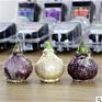 Flower Bulbs Nature Plant Hyacinth Flowers Seed Planting for Selling&Decoration