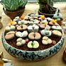 Hard Ibaraki Akadama Soil for Succulent Plants