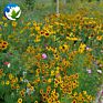 High Germination Rate Public Park Mix Flower and Plants Many Different Types of Wildflowers Wildf Lowers