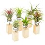 Lazy Plant Growing Holder Tillandsia Wooden Standing Holder Wooden Block Display Rack for Air Plant