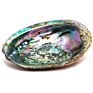 Natural Large Seashell Paua Carved Abalone Shell