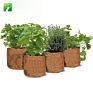 Non Gmo Herb Plant Diy Natural Bonsai Herb Garden Starter Kit for Decor