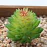 Price the Newest Artificial Succulent Plants Arrangement Faux Mini Cactus Succulents