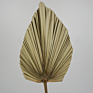Products Outlet Palm Leaves Flowers Natural Dried Palm Leave for Wedding Home Decoration