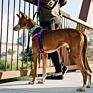 Classic Design Adjustable Gentle Comfortable Control Freedom No Pull Dog Harness for Easy Dog Walking