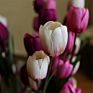 Direct 5 Heads Silk Tulip 100Cm Artificial Tulip Flower for Home Decoration