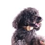 dog neck belt collar