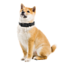 Eco-Friendly Super Soft Pvc Dog Collar Durable Pet Collar, Dog Collar Pet,Waterproof Dog Supplies Pet Collar
