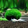 Environmental Green Seaweed Balls Genuine Aquarium Ball Moss Balls Fish Tank Healthy Aquatic Plants Decoration