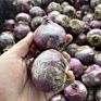 Flower Bulbs Nature Plant Hyacinth Flowers Seed Planting for Selling&Decoration