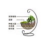 Hanging Plant round Glass Vase Terrarium for Indoor Decoration