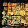 Hard Ibaraki Akadama Soil for Succulent Plants