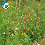 High Germination Rate Public Park Mix Flower and Plants Many Different Types of Wildflowers Wildf Lowers