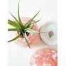 Natural Pink Crystal Salt Air Plant Holder Pots