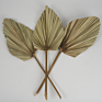 Products Outlet Palm Leaves Flowers Natural Dried Palm Leave for Wedding Home Decoration