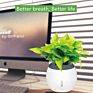 Sol Self-Watering Plant Natural Air Humidifier Planter Smart Indoor Herb Garden Ecological Negative Anion Flower Pots