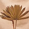 Bleached Sun Palm Dried Flower Bouquet Small Palm Spear Stems Natural Preserved Palm Fan for Wedding