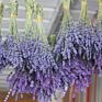 C2146 Natural Real Pressed Florals Dry Lavender Bouquet Dried Lavender Flowers for Wedding Home Decoration