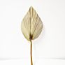 Flora Sell Dried Flower Dried Palm Leaves for Wedding Decoration