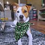 Pet Washable Triangle Plaid Pet Bandanas Adjustable Dog Cat Bibs Scarf Bandana