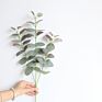 Artificial Greenery Eucalyptus Stems Straight Silver Dollar Eucalyptus Leaf Silk Bushes Plastic Plants Floral for Home Wedding
