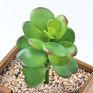 Artificial Mini Succulent and Cactus Succulent Pots Plant for Home Decoration