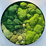 Preserved Moss