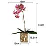 Design Artificial in Pot Uk Phalaenopsis Orchid Silk Flower