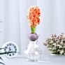 Flower Bulbs Nature Plant Hyacinth Flowers Seed Planting for Selling&Decoration