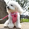 Popular Striped Outdoor Walk Soft Pet Harness Vest Pet Dog Harness